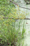 Sharpscale flatsedge